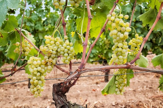 Vermentino grapes. Bunches of white grapes with ripe berries ready for harvest. Traditional agriculture. Sardinia.