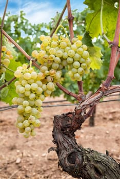 Vermentino grapes. Bunches of white grapes with ripe berries ready for harvest. Traditional agriculture. Sardinia.