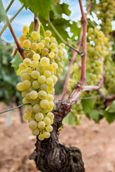 Vermentino grapes. Bunches of white grapes with ripe berries ready for harvest. Traditional agriculture. Sardinia.