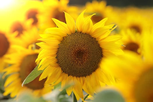 Sunflower - Helianthus annuus in the field at sunset