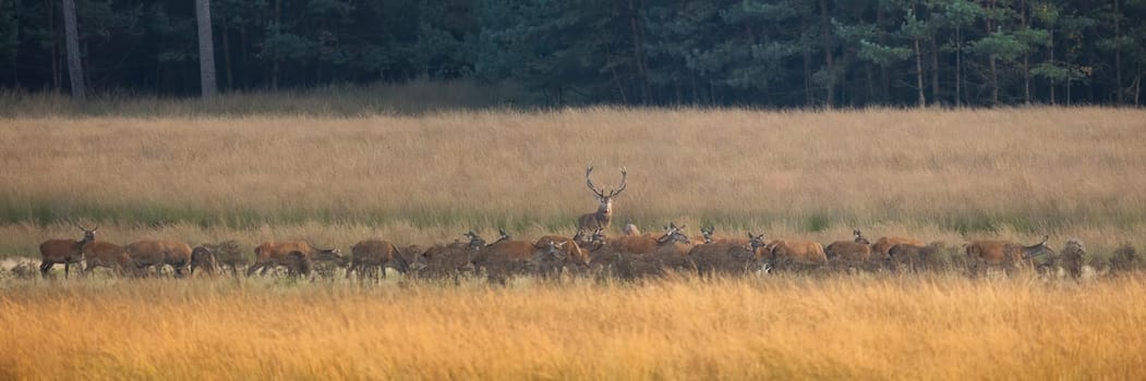 Bunch of red deer, cervus elaphus, grazing on meadow in autumn nature. Group of brown mammals feeding on dry field in panoramic shot. Bunch of antlered animals standing on pasture.