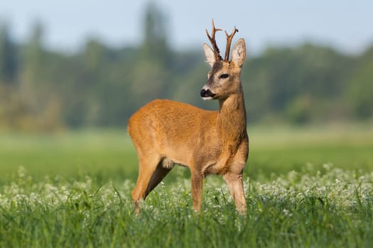 Roe deer, capreolus capreolus, observing over the shoulder on wildflowers. Roebuck with broken antler standing on meadow in summer. Brown mammal watching on green pasture.