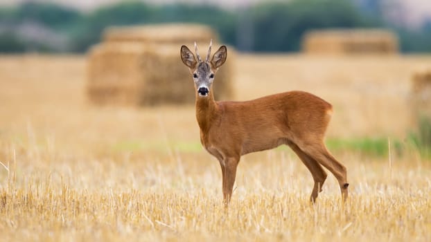 Roe deer, capreolus capreolus, standing on field with bales of grain in background. Brown buck looking to the camera on stubble from side. Male mammal watching on farmland.