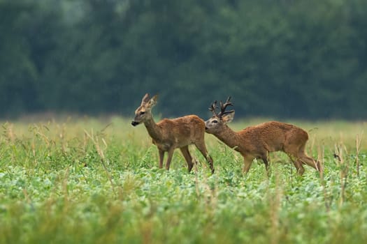 Roe deer, capreolus capreolus, male sniffing female on meadow in raining. Two brown mammals standing on field in rutting reason in rain. Roebuck smelling doe on grassland in drizzle.