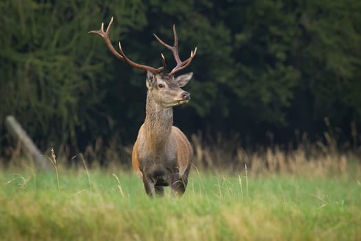 Red deer, cervus elaphus, standing in long grassland in autumn nature. Antelred stag looking on green field in fall. Brown mammal staring on meadow from front.