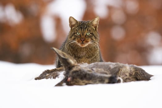 European wildcat, felis silvestris, eating dead prey on snow in winter. Brown mammal looking to the camera behind the killed hind. Predator devouring animal on snowy meadow.
