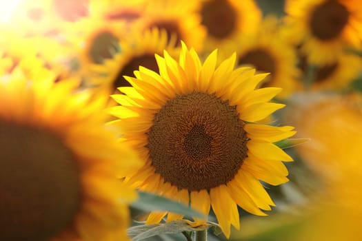 Sunflower - Helianthus annuus in the field at sunset