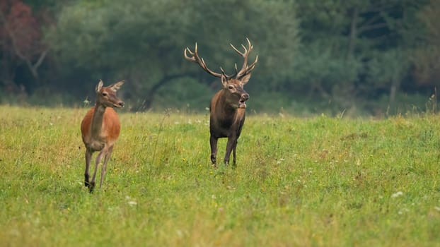 Two red deer, cervus elaphus, running on green pasture in autumn nature. Stag with hind roaring on meadow in fall. Male following female on field in wilderness.