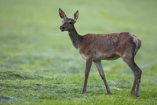 Red deer, cervus elaphus, female looking on cut grassland in summer. Wild hind standing on mowed field in summertime. Brown mammal observing on green meadow.
