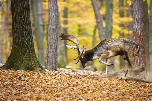 Fallow deer, dama dama, marking territory in color forest in autumn. Spotted stag digging on foliage in woodland. Antlered mammal raking in fall nature.