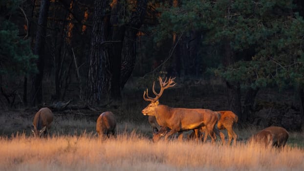 Red deer, cervus elaphus, walking on field with others behind in sunset. Group of mammals grazing on pasture in golden hour. Bunch of stags and hinds moving on meadow.
