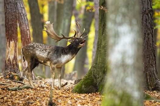 Fallow deer, dama dama, roaring in woodland in autumn color nature. Spotted stag calling in forest in fall. Brown antlered mammal bellowing on foliage.