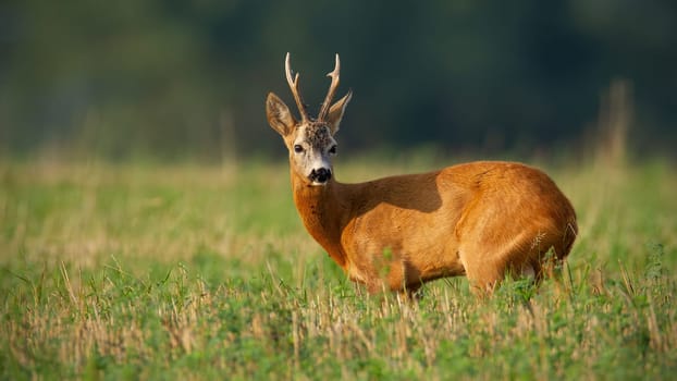 Roe deer, capreolus capreolus, looking over the shoulder on field in summer. Brown male mammal observing on meadow in summertime. Roebuck standing on pasture.