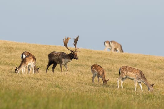 Herd of fallow deer, dama dama, grazing on dry pasture in autumn. Group of hinds and stags walking on field in fall. Many male and female mammals feeding on meadow.