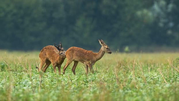 Two roe deer, capreolus capreolus, courting on field in rain in rutting season. Buck sniffing female on meadow during raining. Antlered mammal smelling doe on grassland.