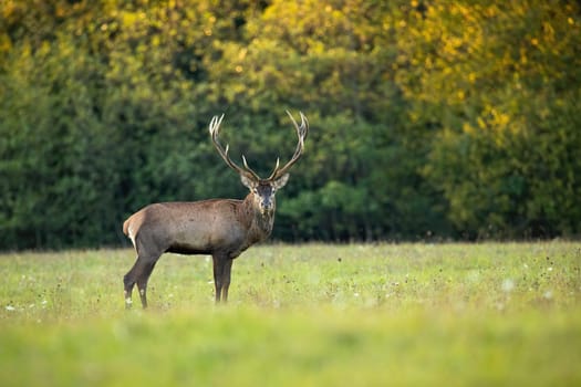 Red deer, cervus elaphus, looking to the camera on green field in autumn. Stag standing on meadow in fall nature. Antered mammal watching on pasture.