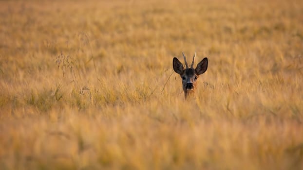 Roe deer, capreolus capreolus, peeking out of the wheat in summer nature. Buck looking to the camera on field in summertime. Male mammal watching on farmland.