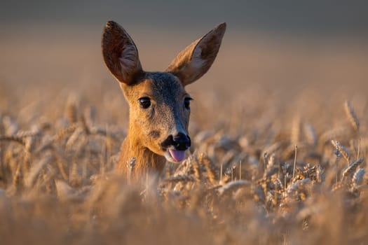Roe deer, capreolus capreolus, tongue sticking out in wheat in close up. Female mammal looking in field in detail. Brown doe peeking out of crop in summer.