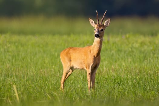 Roe deer, capreolus capreolus, looking on grassland in summertime nature. Antlered mammal standing on green field in summer. Roebuck watching on pasture.