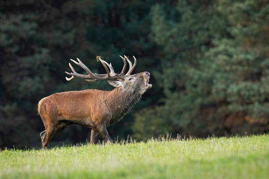 Red deer, cervus elaphus, roaring on green meadow in autumn rutting season. Brown stag bellowing on field in fall. Antlered mammal calling on pasture in fresh nature.