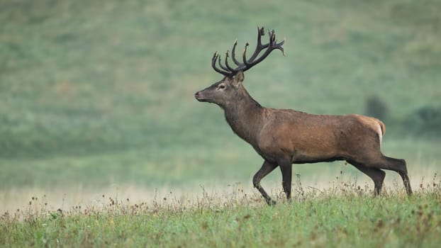 Red deer, cervus elaphus, walking on grassland in autumn morning mist. Stag moving on field in fall fog. Male mammal marching on flowered meadow in nature