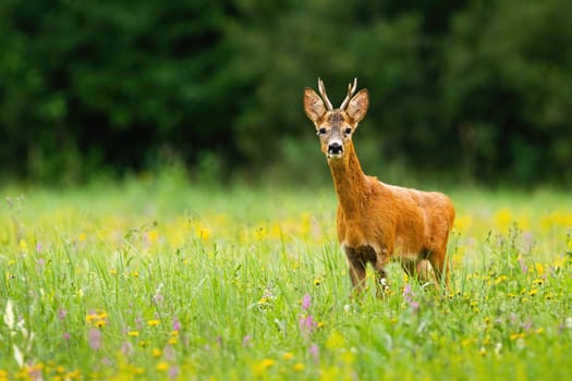 Roe deer, capreolus capreolus, observing on blooming meadow in summer with copy space. Roebuck looking to the camera on blossom glade. Brown mammal staring on vivid grassland.