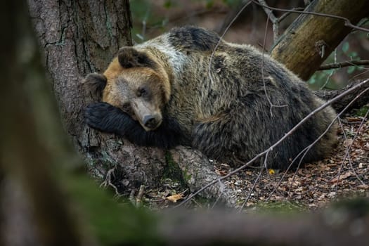 Vulnerable brown bear, ursus arctos, lying near the tree in autumn. Curled big predator resting in forest in fall. Wild mammal sleeping in woodland nature.