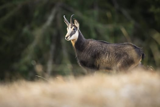 Tatra chamois, rupicapra rupicapra tatrica, standing on an alpine meadow in mountains and looking aside in autumn. Wild animal with horns and dark fur from side view with blurred background.