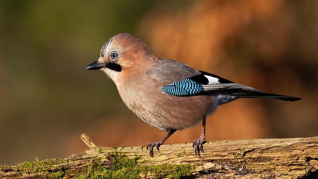 Eurasian jay, garrulus glandarius, sitting on wood in autumn golden hour. Brown bird resting on mossed tree in fall. Little feathered animal looking on branch in sunset.