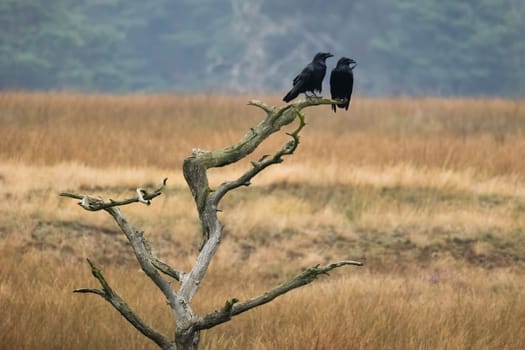 Two common raven, corvus corax, sitting on old tree in autumn nature. Pair of dark birds resting on dead wood in fall. Couple of black feathered animals looking on branch.
