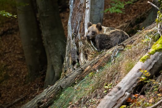 Tired brown bear, ursus arctos, sleeping in forest in autumn nature. Large mammal leaning against the tree in fall. Big predator resting in wooldand in color nature.