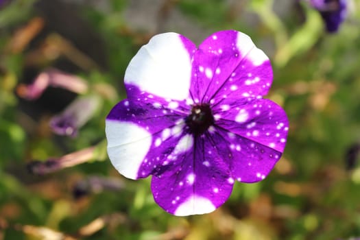 The petunia (Petunia) are a genus of the family Solanaceae.Die Petunien (Petunia) sind eine Gattung der Familie der Nachtschattengewächse.