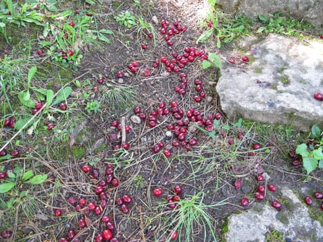 Ripe cornelian cherries fallen from the tree to the ground