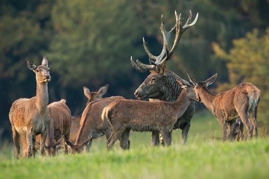 Red deer stag covered in mud standing surrounded by the rest of the herd. Wild animals together on a meadow with green grass during autumn mating season. Mammal with huge antlers.