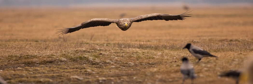 White-tailed eagle landing on steppe in autumn nature. eagle wings on meadow panoramic. Bird of prey with spread wings on field. Feathered predator in flight over the meadow.