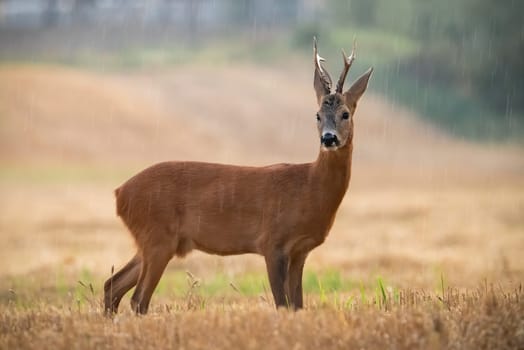 Roe deer, capreolus capreolus, standing on stubble during raining in summer. Brown buck looking on field in raining. Male mammal watching on pasture in rainfall.