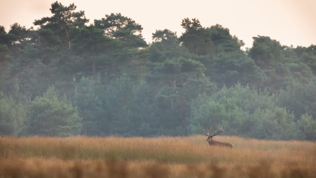 Red deer, cervus elaphus, standing on dry grass in front of forest with copy space. Antlered mammal looking on meadow with woodland in background. Stag watching on pasture.