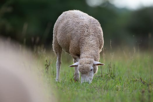 Sheep grazing on green grassland on countryside in spring. White domestic animal eating grass on field in summertime. Mammal with fluffy wool feeding on pasture.