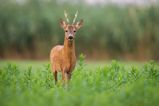 Roe deer, capreolus capreolus, approaching on green field in summer nature. Antlered mammal looking to the camera on meadow. Roebuck watching on grassland in summertime.