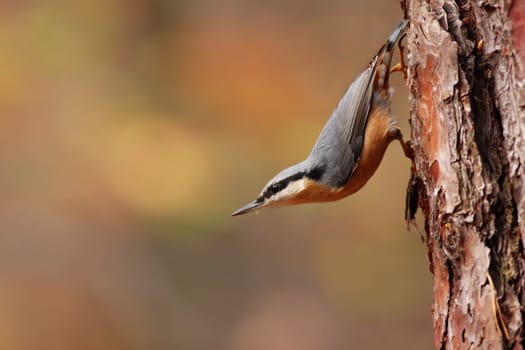Eurasian nuthatch, sitta europaea, climbing a tree in autumn forest with copy space. Small bird with dark stripe over eye and orange and blue feathers clinging to a bark upside down.
