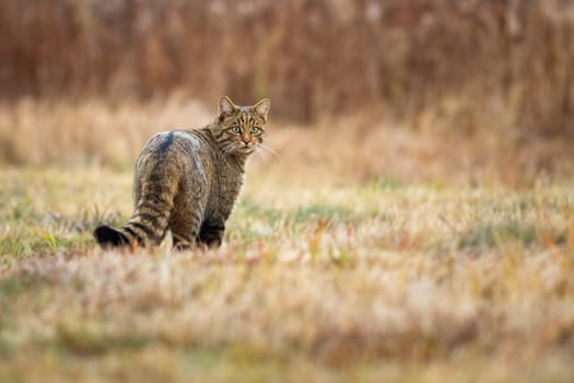 Shy european wildcat, felis silvestris, looking back over shoulder on a meadow with yellow dry grass in autumn. Mammal predator with striped tail hunting on a clearing.