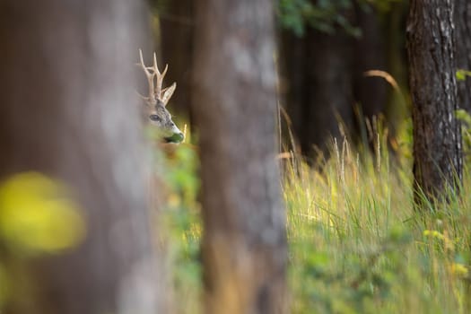 Shy roe deer, capreolus capreolus, buck hiding behind trees in summer forest and looking around. Ruminant observing in green woodland with copy space. Animal wildlife peeking from vegetation.