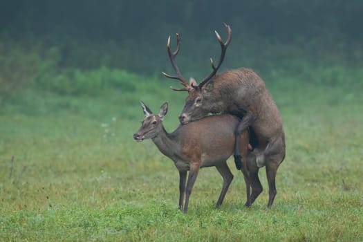 Two red deer, cervus elaphus, mating on meadow in autumn mist nature. Pair of brown mammals copulating on grassland in fall fog. Hind and stag reproduction on field.