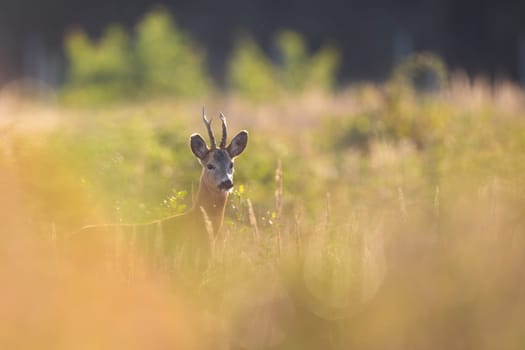 Interested roe deer, capreolus capreolus, peeking from bush in summertime nature. Antlered mammal standing in wilderness. Brown animal hiding in green environment.