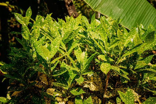 Goa, India. Green Leaves Of Codiaeum Variegatum In Summer Sunny Day.