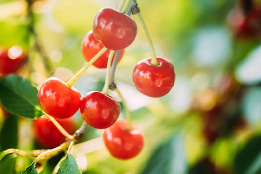 Red Ripe Berries Prunus subg. Cerasus on tree In Summer Vegetable Garden.