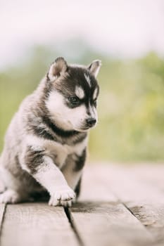 Four-week-old Husky Puppy Of White-gray-black Color Walking On Wooden Ground.