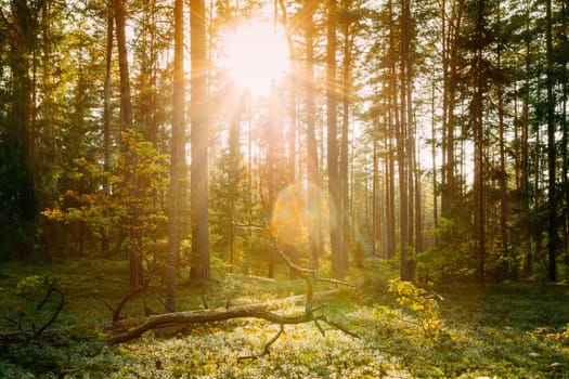 Beautiful Sun Sunshine Above Fallen Old Pine Tree. Sunset Sunrise In Autumn Coniferous Forest. Sun Sunlight Sunbeams  Through Woods In Fall Forest Landscape