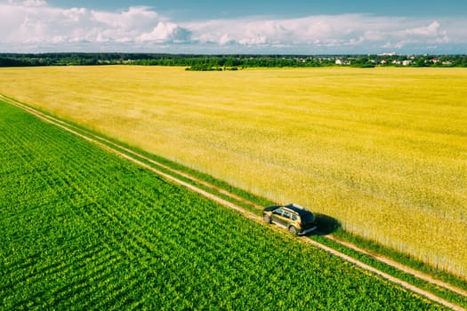 Aerial View Of Car SUV Parked Near Countryside Road In Spring Field Rural Landscape. Car Between Young Wheat And Corn Maize Plantation.