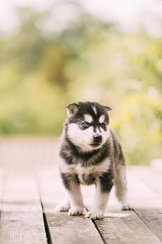 Four-week-old Husky Puppy Of White-gray-black Color Walking On Wooden Floor